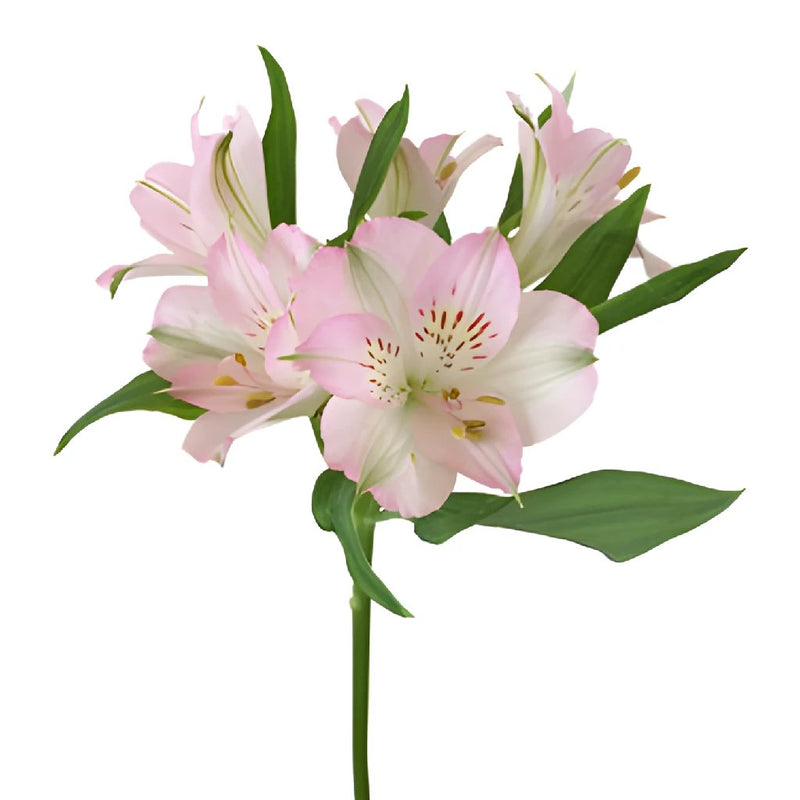 Baby Pink Peruvian Lilies Alstroemeria Stem