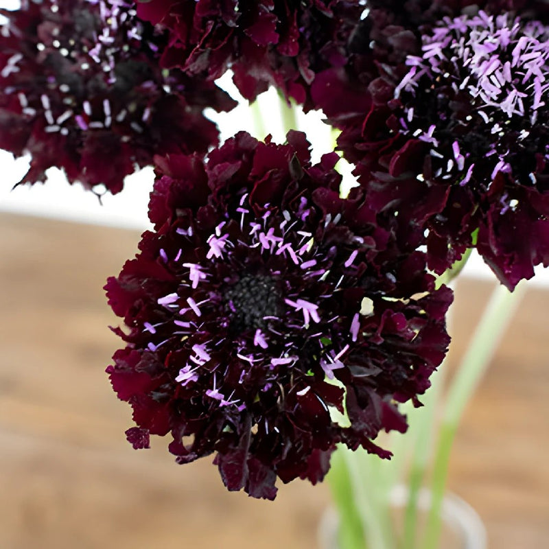 Burgundy Scabiosa Flower
