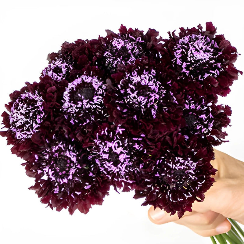 Burgundy Scabiosa Flower