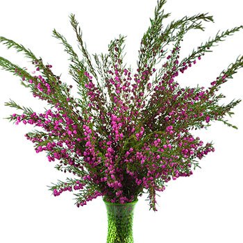 Boronia Heather Flower Bright Pink