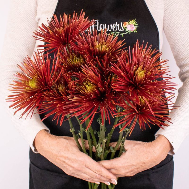 Bronze Spider Mum Flower Bunch in Hand