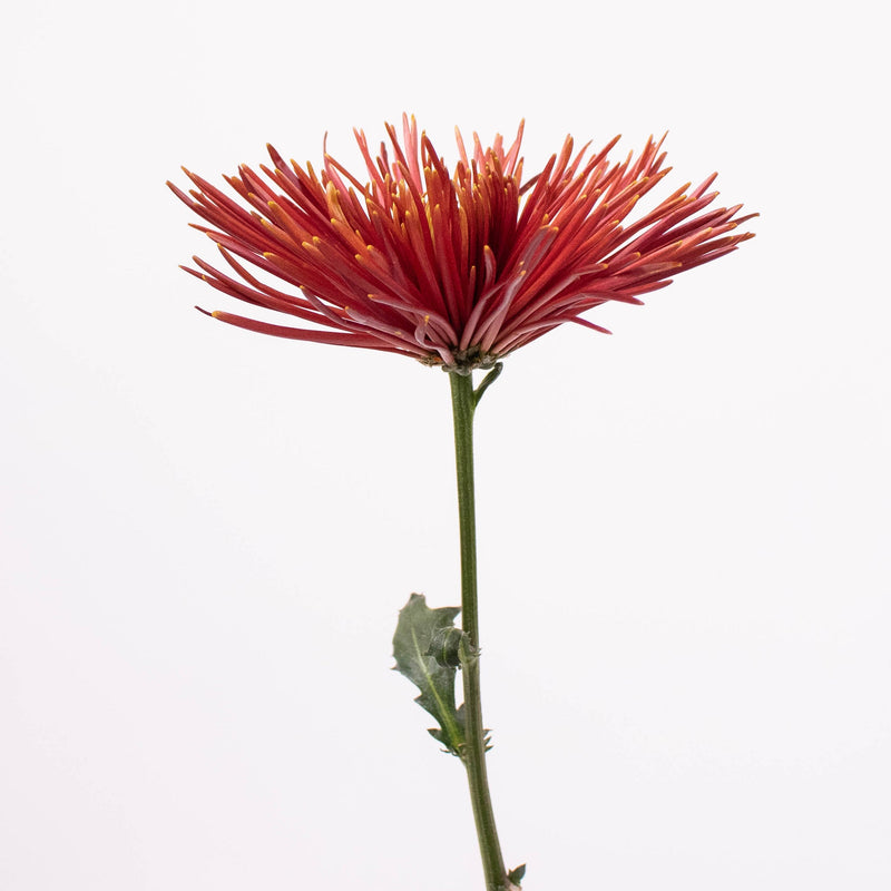 Bronze Spider Mum Flower Single Stem
