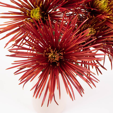 Bronze Spider Mum Flower Up Close
