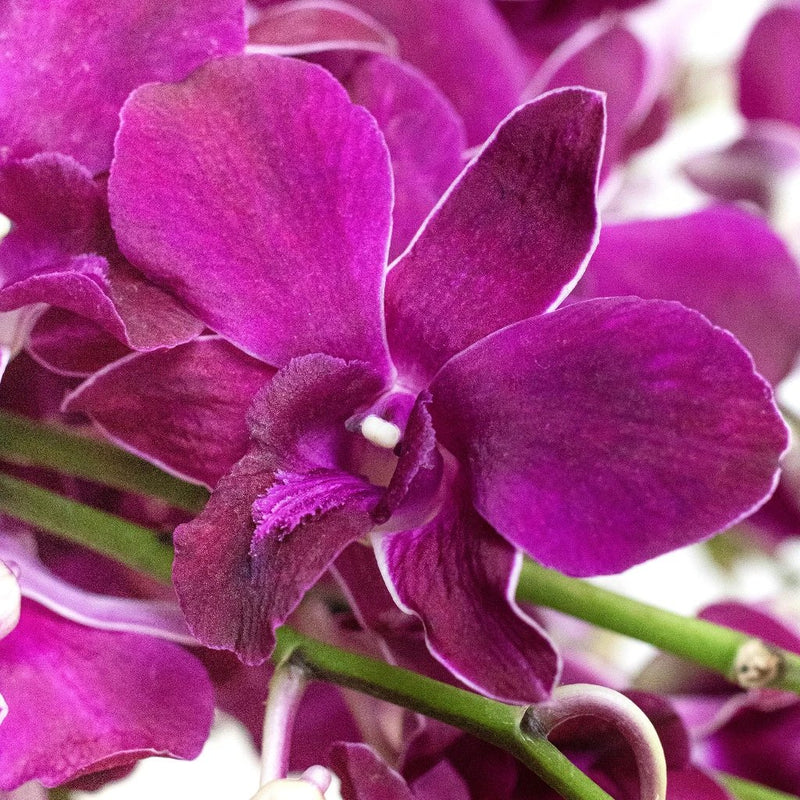 Orchids burgundy wholesale flower up close