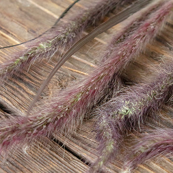 Bulk Fountain Grass