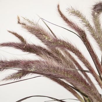 Bulk Fountain Grass