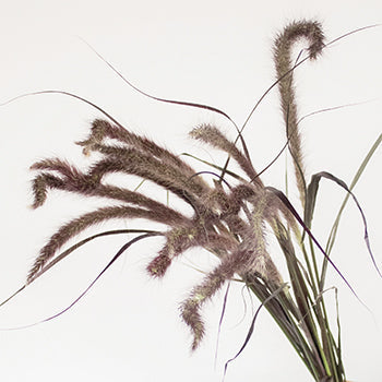 Bulk Fountain Grass