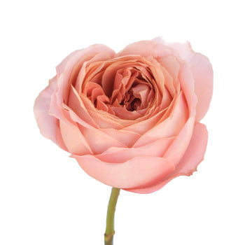 Cabbage Antique Light Pink Garden Rose Stem
