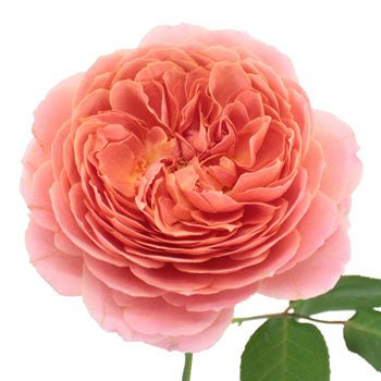 Cabbage Antique Pink Garden Rose Stem