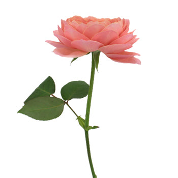 Cabbage Antique Pink Garden Rose Side Stem View