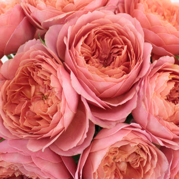 Cabbage Antique Pink Garden Roses up close