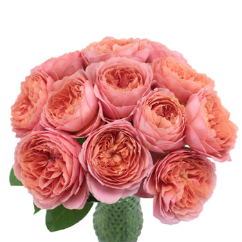 Cabbage Antique Pink Garden Wholesale Roses In a vase