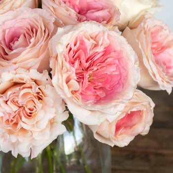 Cabbage Shell Pink Rose Bunch