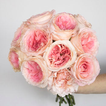 Cabbage Shell Pink Wholesale Rose Bunch in a hand