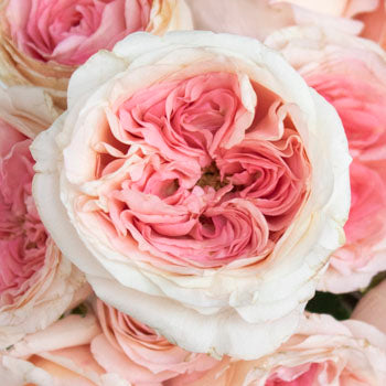 Cabbage Shell Rose Pink Roses up close