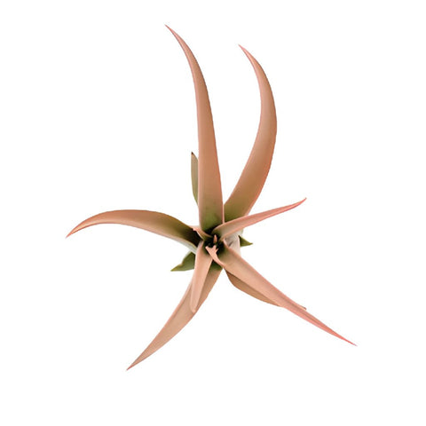 Bulk Capitata Enhanced Peach Air Plant