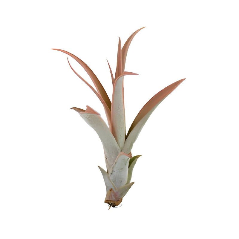 Bulk Capitata Enhanced Peach Air Plant