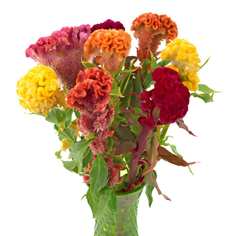 Assorted Brain Celosia Flowers