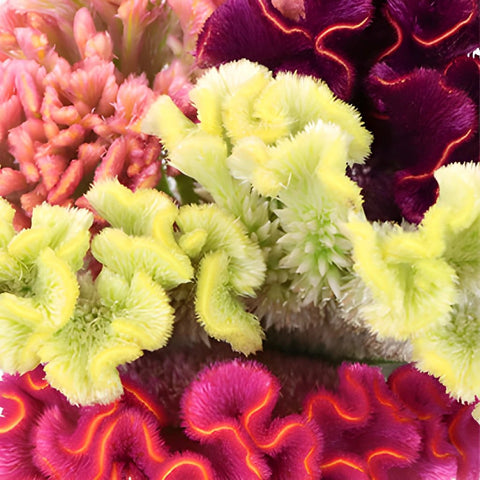 Assorted Brain Celosia Flowers