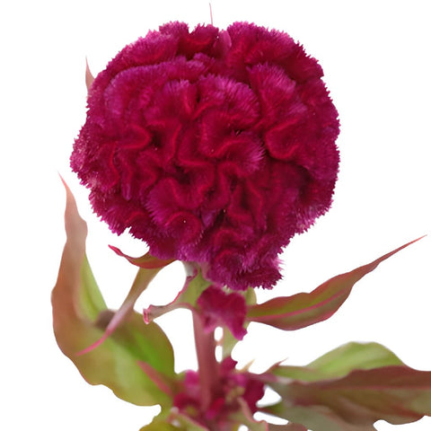 Burgundy Berry Celosia Brain Flowers
