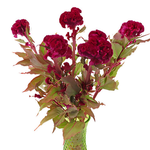 Burgundy Berry Celosia Brain Flowers