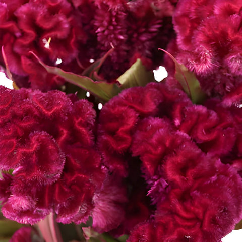 Burgundy Berry Celosia Brain Flowers