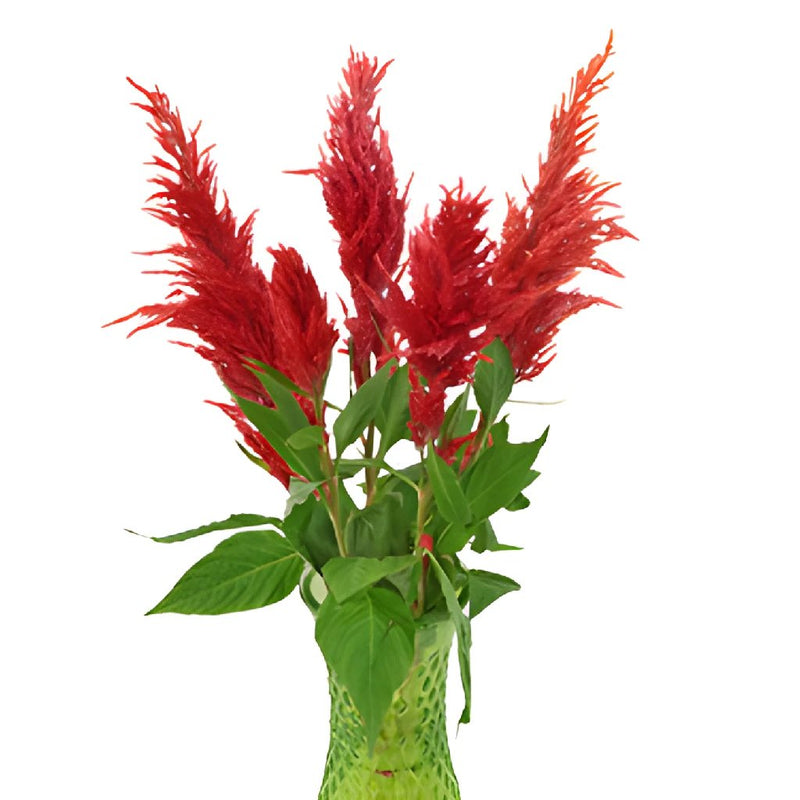 Orangie Red Feather Celosia