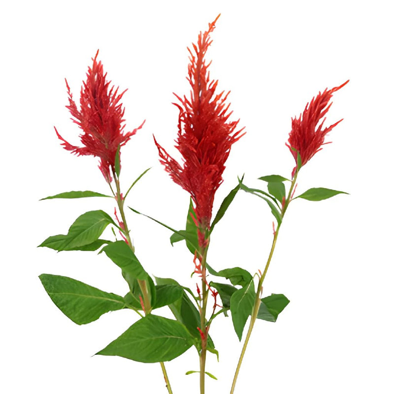Orangie Red Feather Celosia