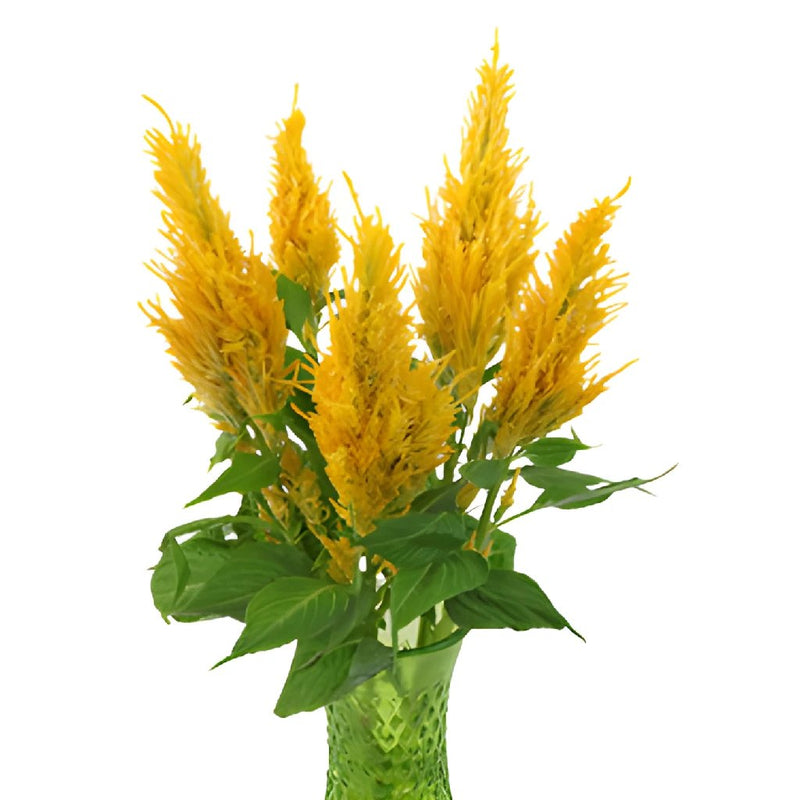 Golden Yellow Feather Celosia