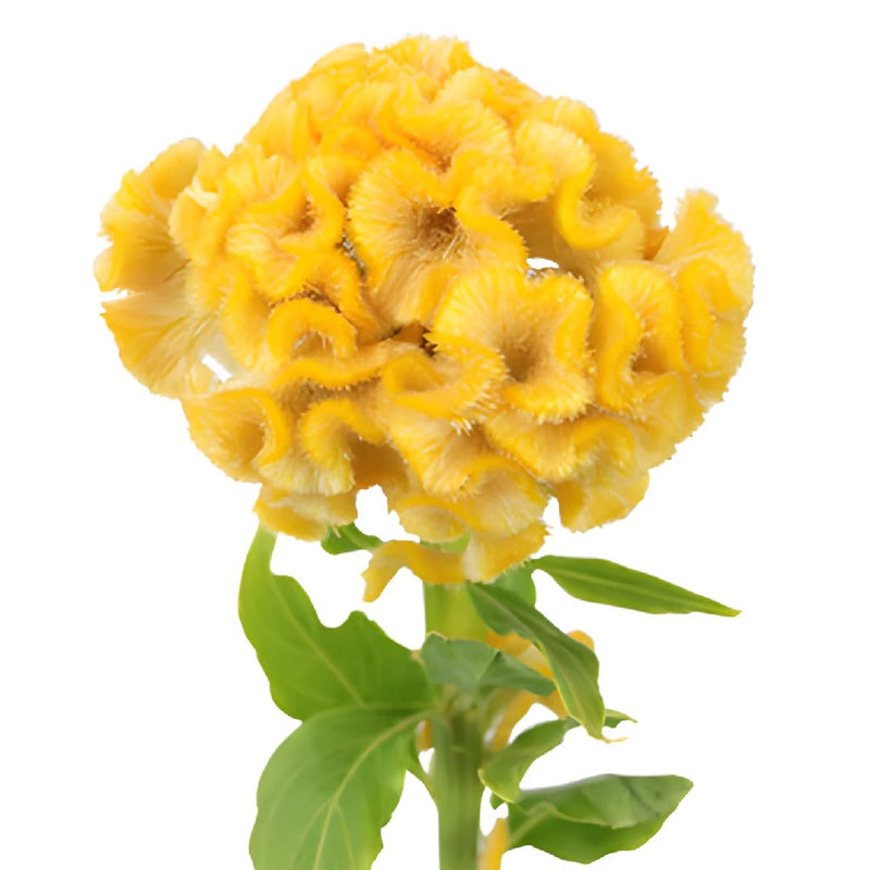 Celosia Bulk Yellow Flowers