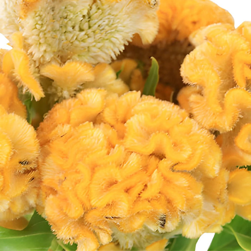 Celosia Bulk Yellow Flowers