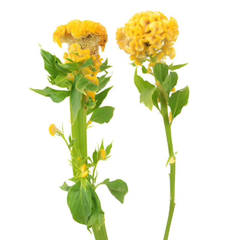 Celosia Bulk Yellow Flowers