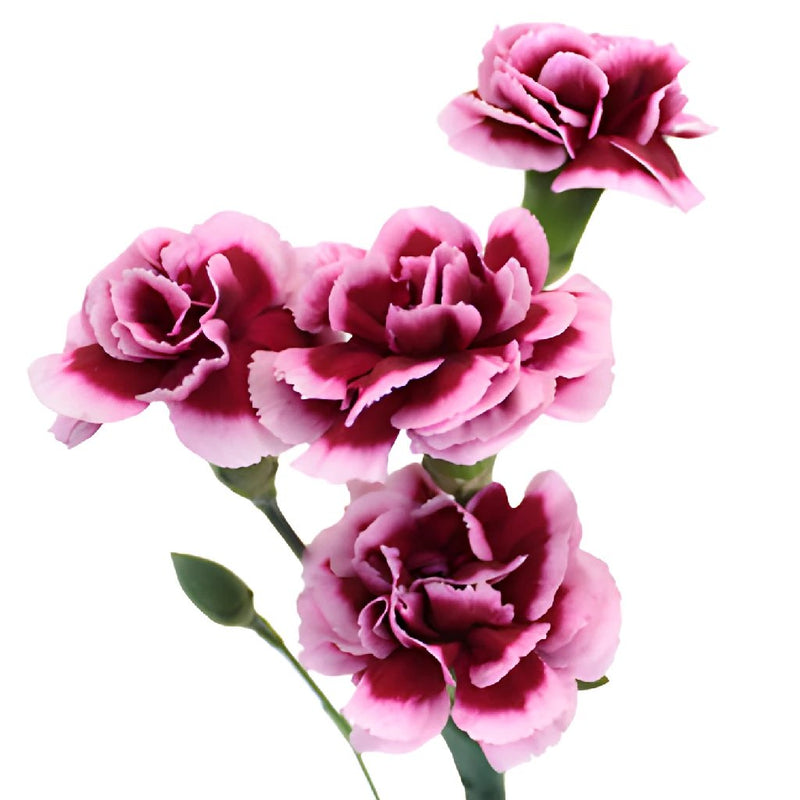 Chameleon Pink Mini Carnation Stem