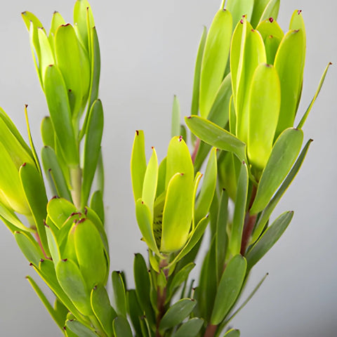 Chameleon Fresh Cut Leucadendron Flower