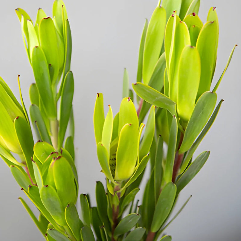 Chameleon Fresh Cut Leucadendron Flower