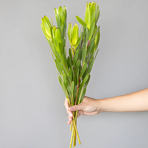 Chameleon Fresh Cut Leucadendron Flower
