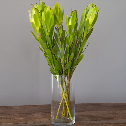 Chameleon Fresh Cut Leucadendron Flower
