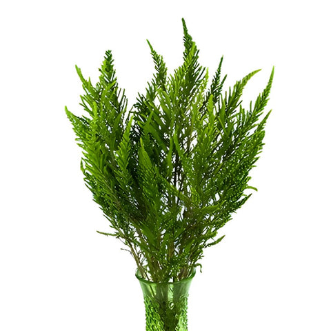 Chilean Green Heather