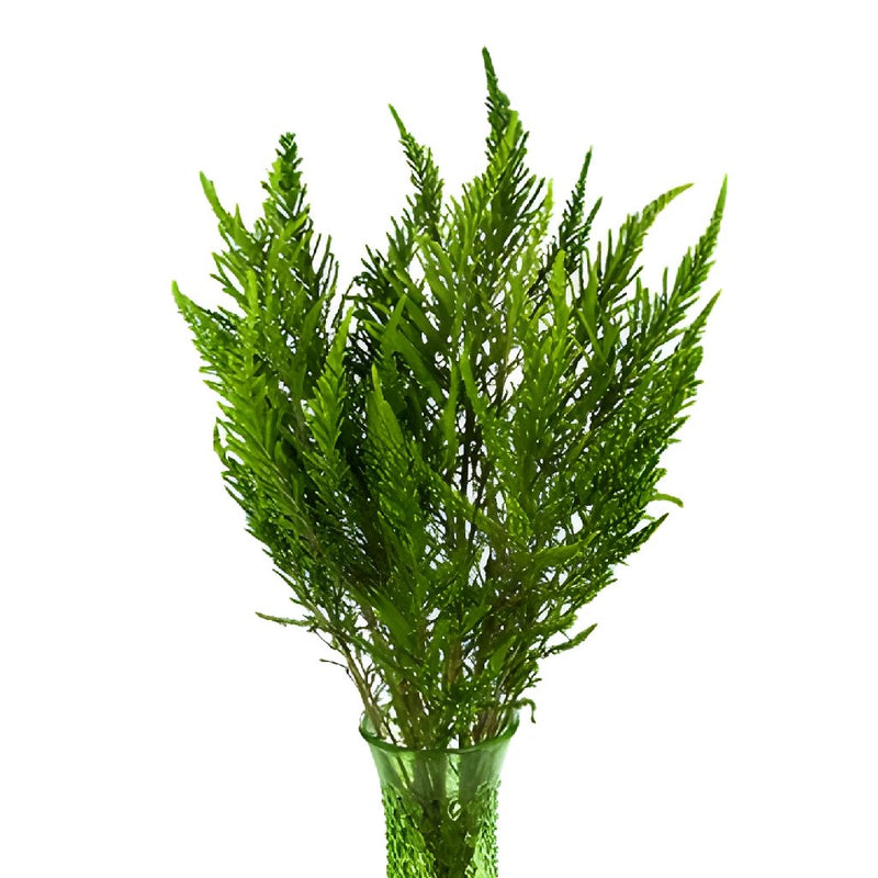 Chilean Green Heather