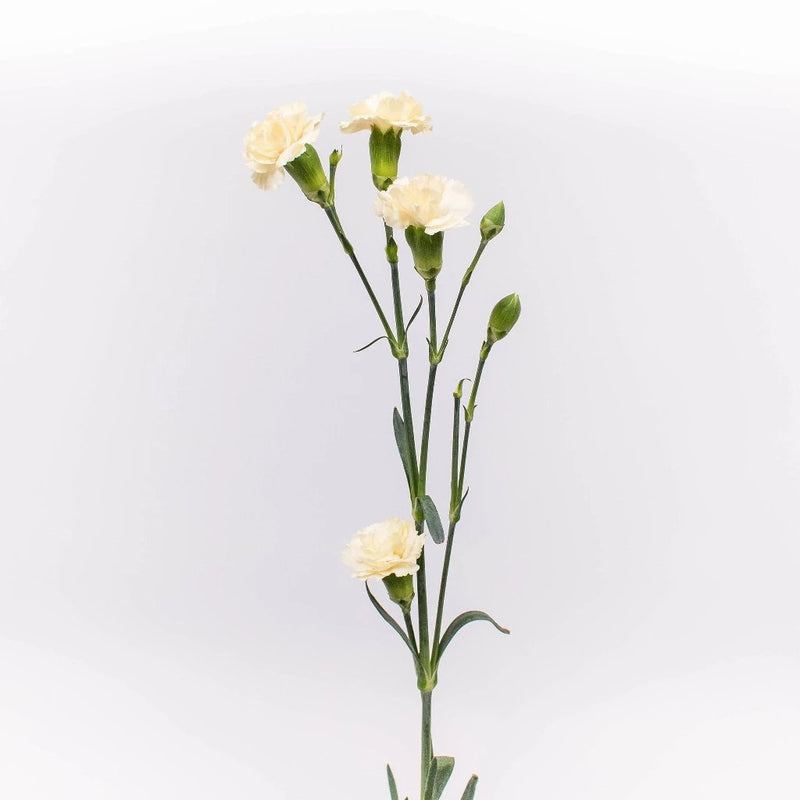 Cream Mini Carnation Flower Stem