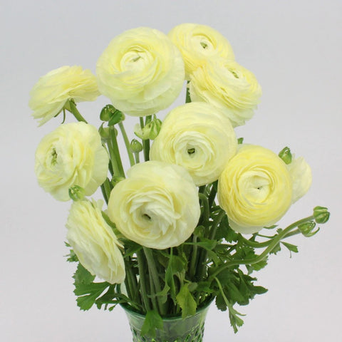 Creamy White Cloony Ranunculus Flower Bunch in Vase