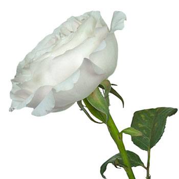 David Austin Keira Garden Rose Side Stem View