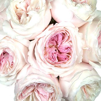 David Austin Keira Garden Roses up close