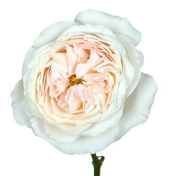 David Austin Keira Peach Eyed Garden Rose Stem