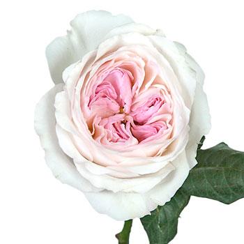 David Austin Keira Pink Eyed Garden Rose Stem