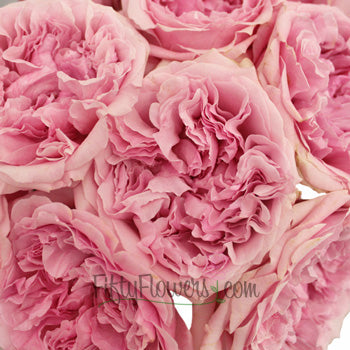 David Austin Light Pink Garden Roses up close