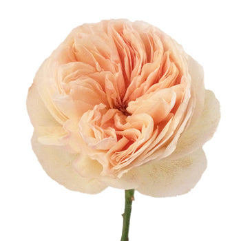 David Austin Peach Garden Rose Stem