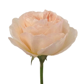 David Austin Peach Garden Rose Side Stem View