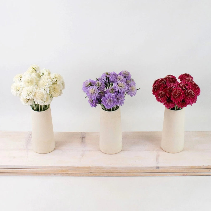 Delicate Multicolor Scabiosa DIY Flower Kit Recipe