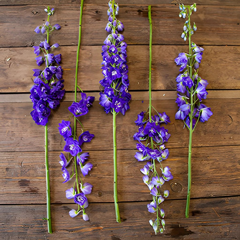 Delphinium Asia Elatum Purple Blue Wholesale Flower FlatLay